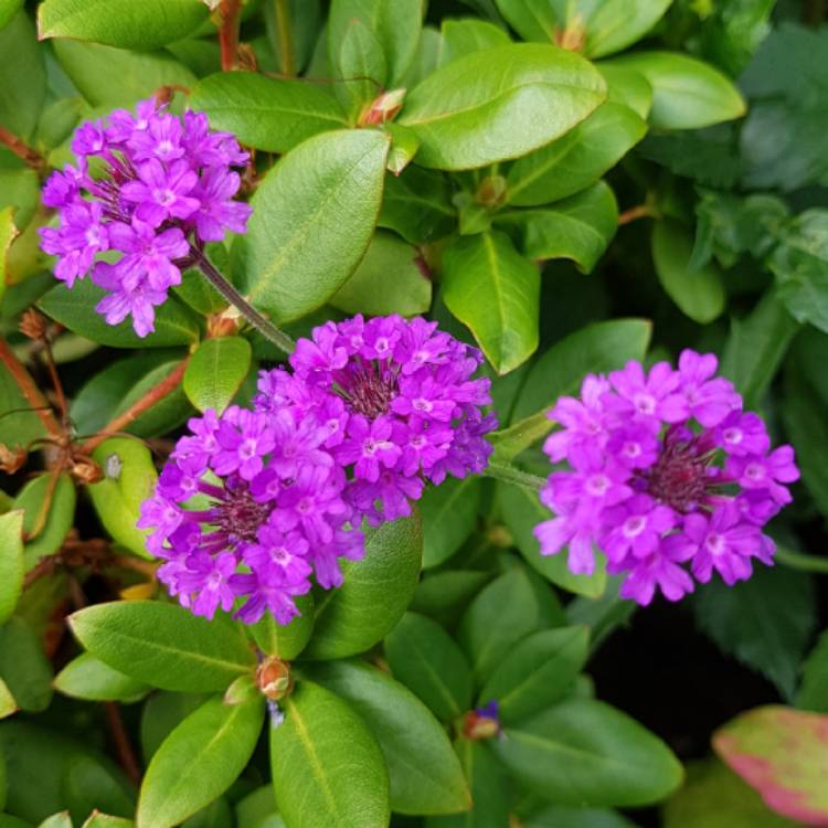 Plant image Verbena rigida syn. Verbena venosa