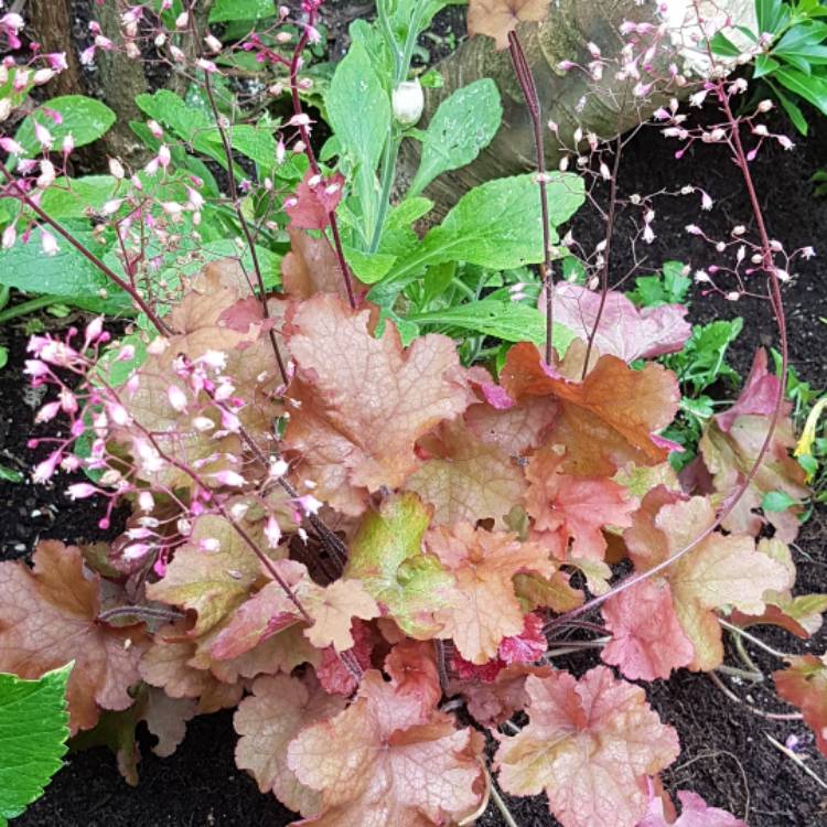 Plant image Heuchera 'Cranberry' (Indian Summer Series)