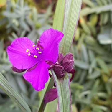 Tradescantia 'Outdoor plants'