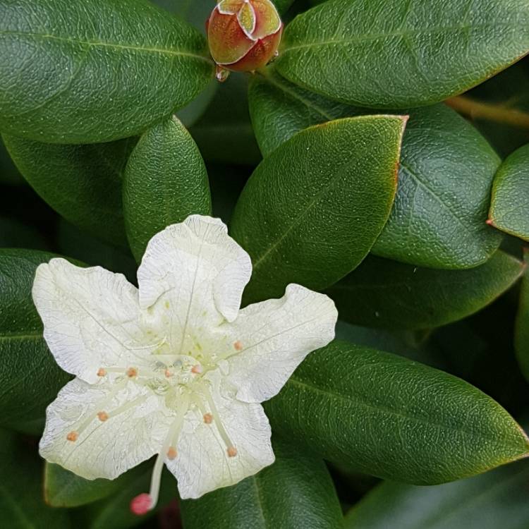 Plant image Rhododendron 'Shamrock'