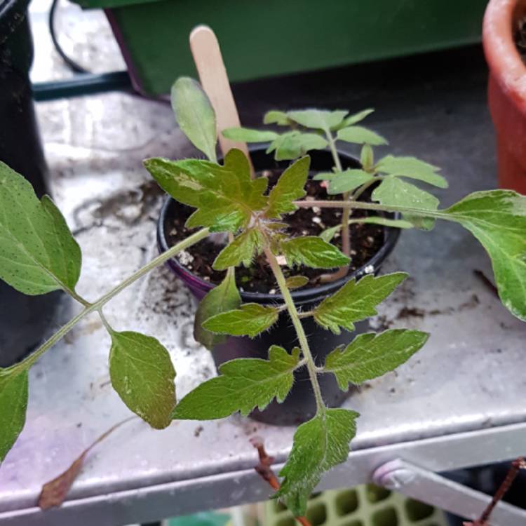 Plant image Solanum Lycopersicum 'Stupice'