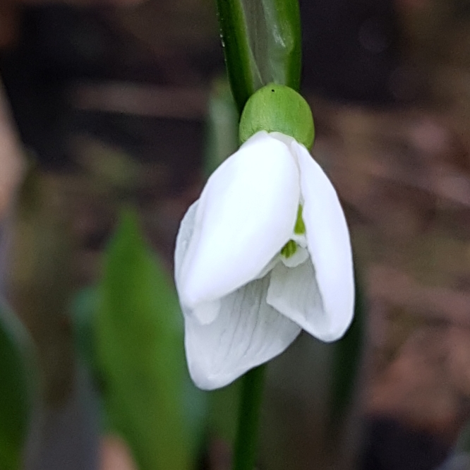 Plant image Galanthus woronowii