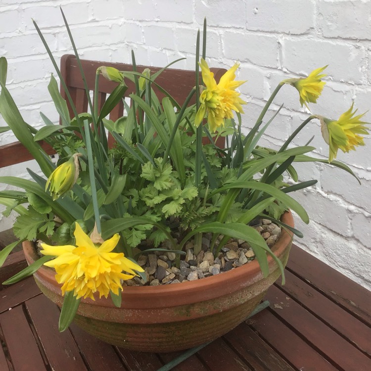 Plant image Narcissus 'Rip van Winkle' syn. Narcissus 'Plenus'