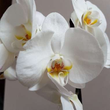 Phalaenopsis