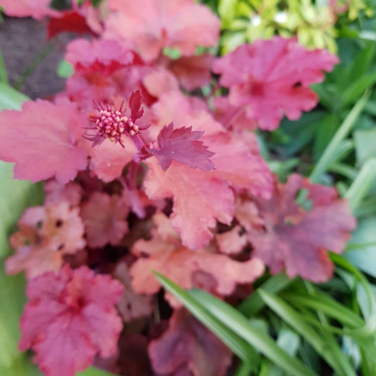 Plant image Heuchera 'Cranberry' (Indian Summer Series)