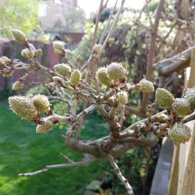 Wisteria floribunda