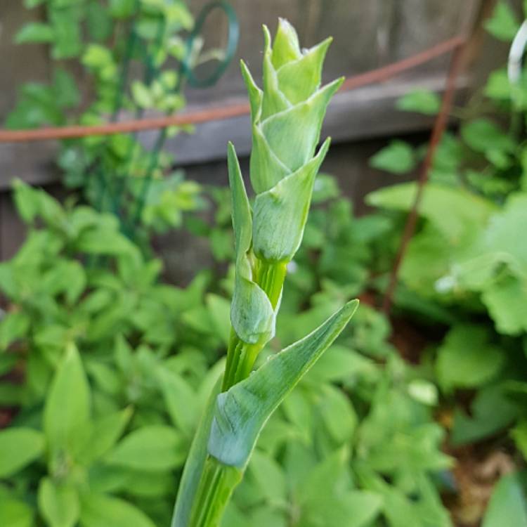 Plant image Sisyrinchium striatum