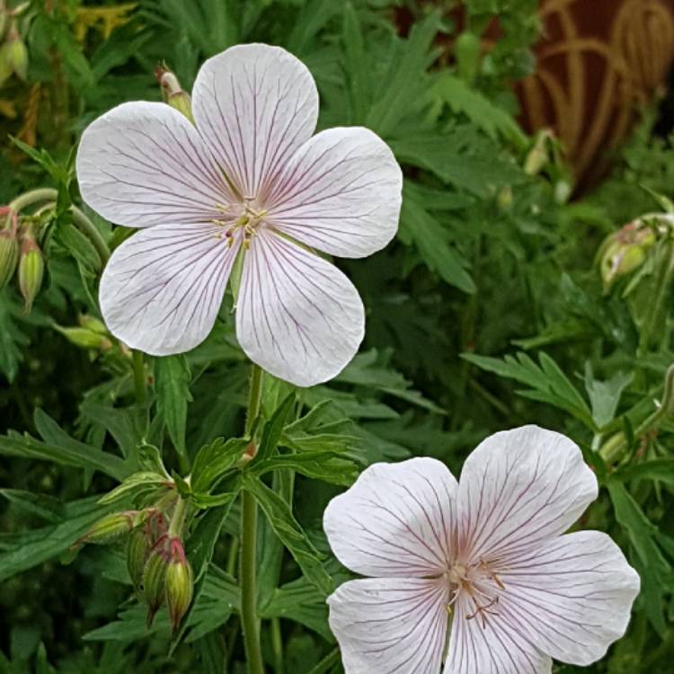 Plant image Geranium clarkei 'Kashmir White'