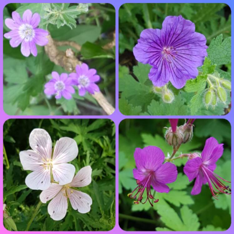 Plant image Geranium sanguineum