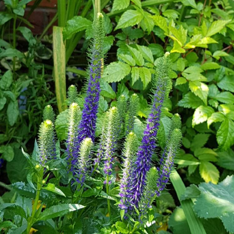 Plant image Veronica spicata 'Ulster Blue Dwarf'