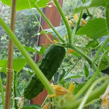 Cucumber 'Marketmore'