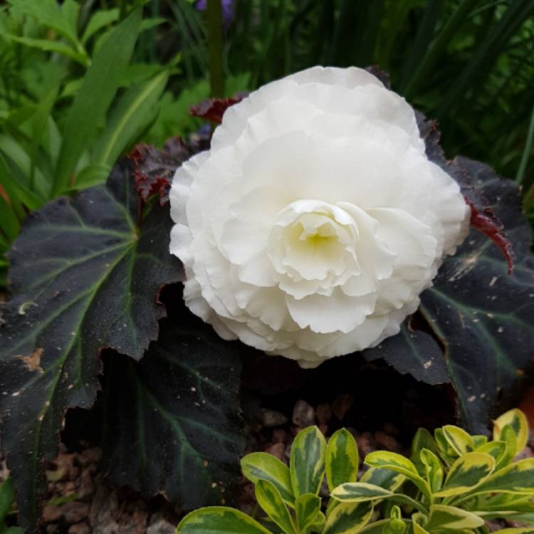 Plant image Begonia 'Nonstop Mocca Mix' (Nonstop Mocca Series)