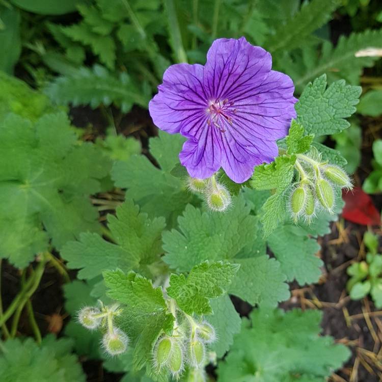 Plant image Geranium x magnificum syn. Geranium magnificum