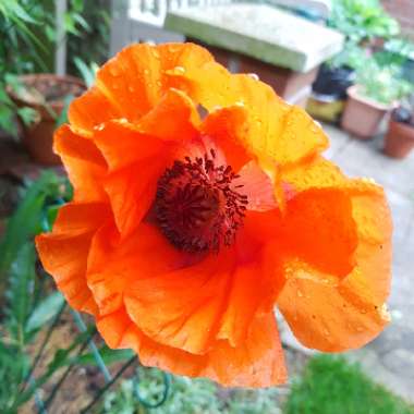 Papaver Orientale 'Giant King Kong'