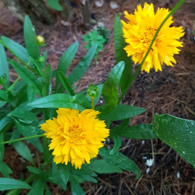 Plant image Coreopsis grandiflora 'Golden Joy'