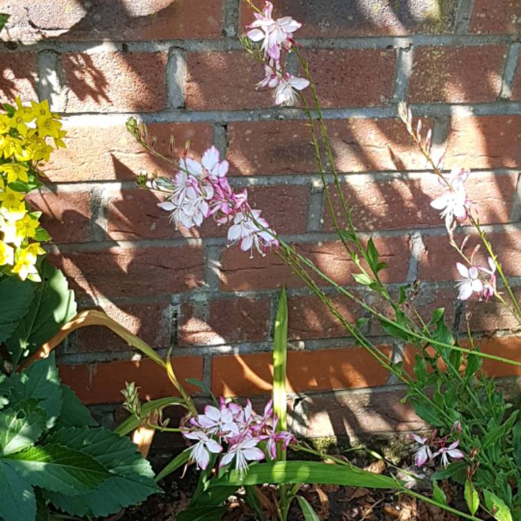 Plant image Oenothera lindheimeri 'Harrosy' syn. Oenothera lindheimeri 'RosyJane', Gaura lindheimeri 'RosyJane'