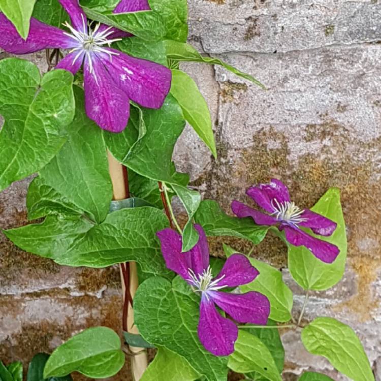 Plant image Clematis 'Voluceau'