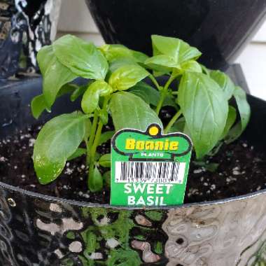 Basil 'Napoletano'