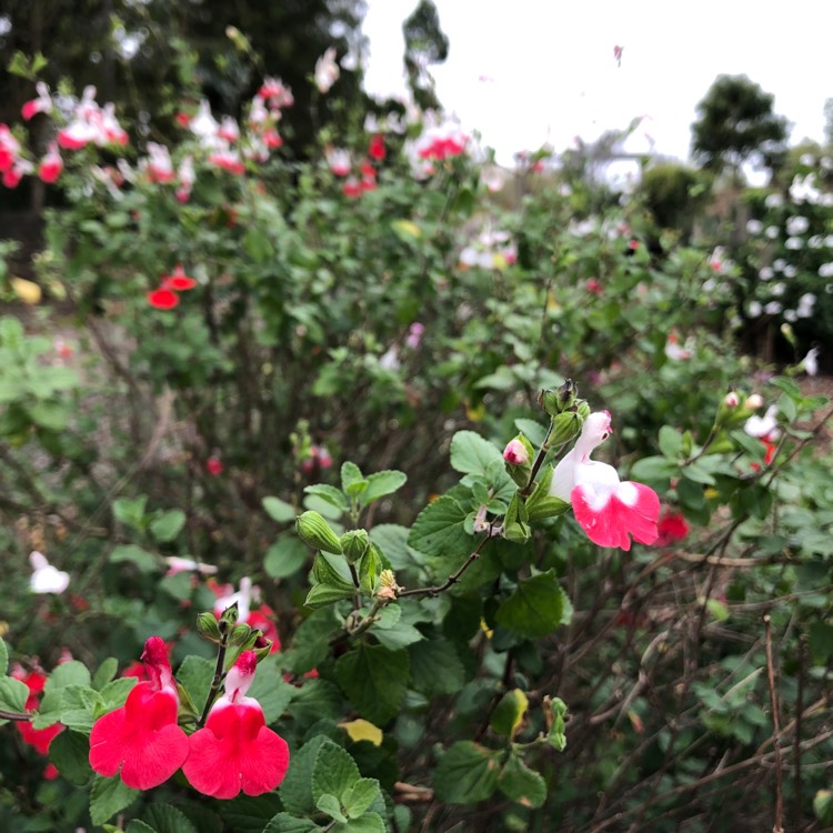 Plant image Salvia greggii 'Lipstick'