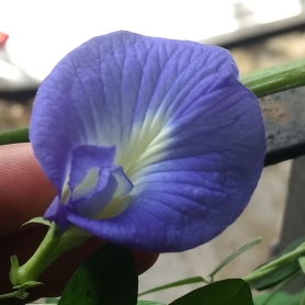 Clitoria ternatea