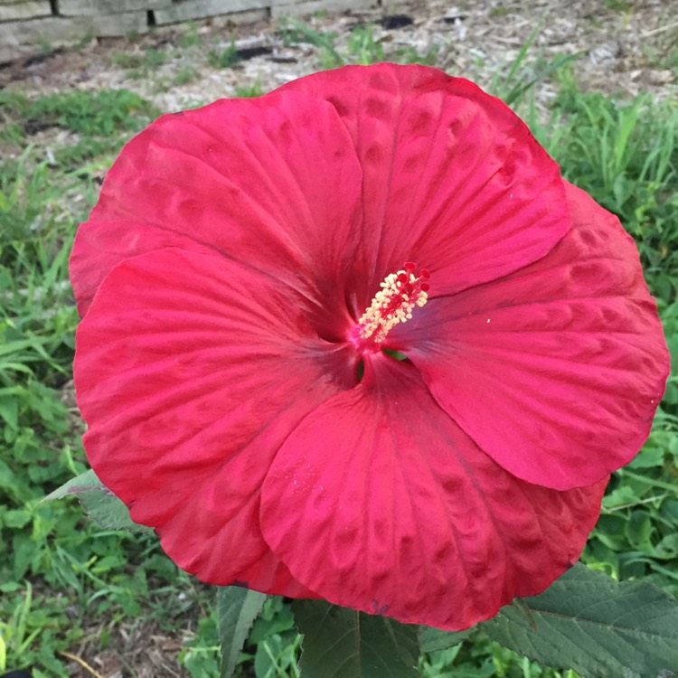 Plant image Hibiscus moscheutos 'Lord Baltimore'