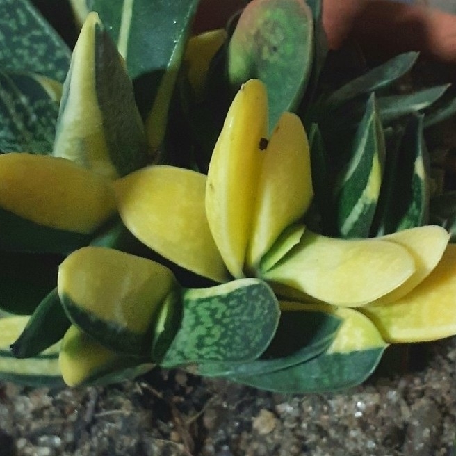 Plant image Gasteria Marmorata