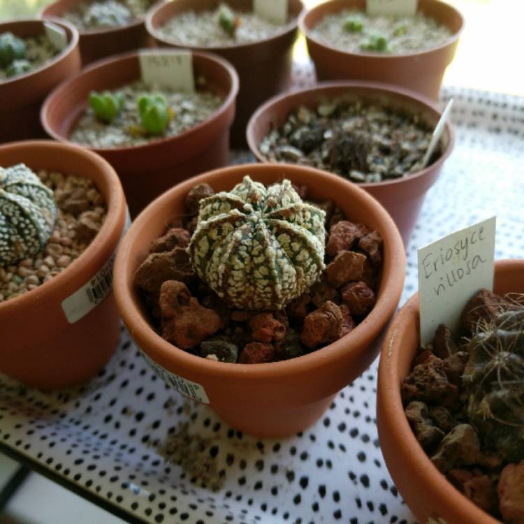 Plant image Astrophytum asterias 'Super Kabuto' syn. Astrophytum asterias 'Alps Super Kabuto'