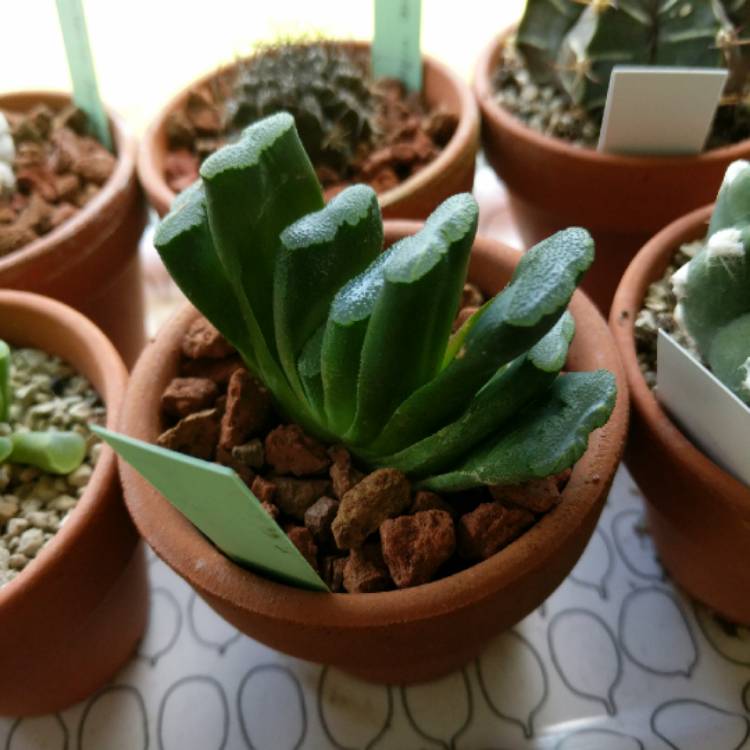 Plant image Haworthia truncata var. truncata