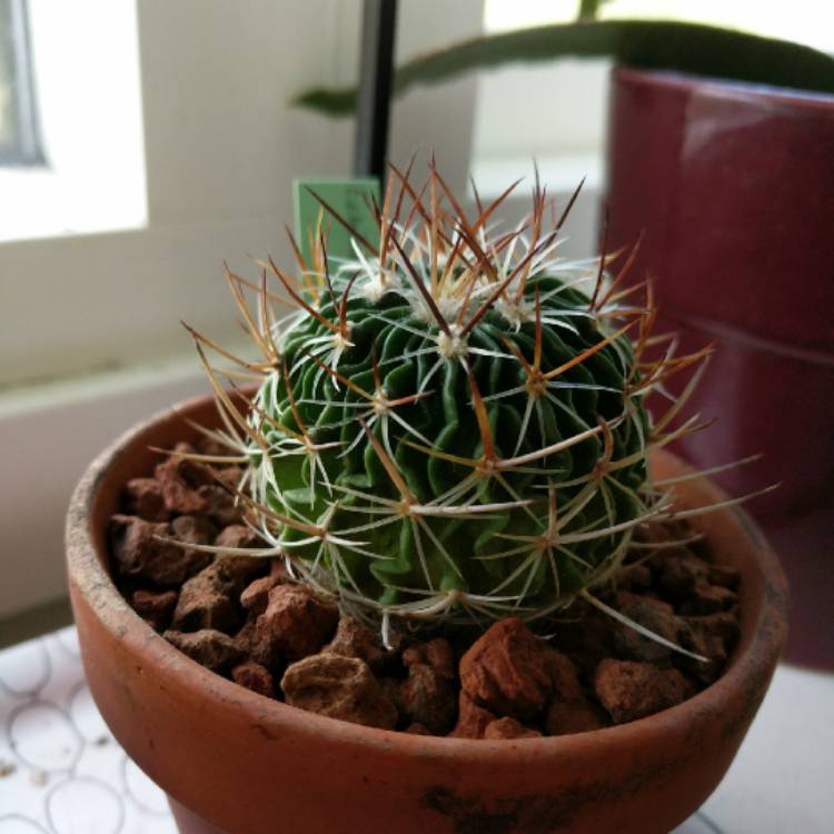 Plant image Stenocactus  syn. Echinofossulocactus