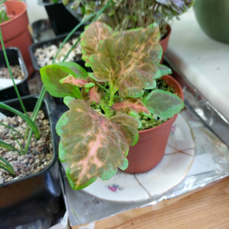 Plant image Plectranthus scutellarioides 'Ruffles Copper'