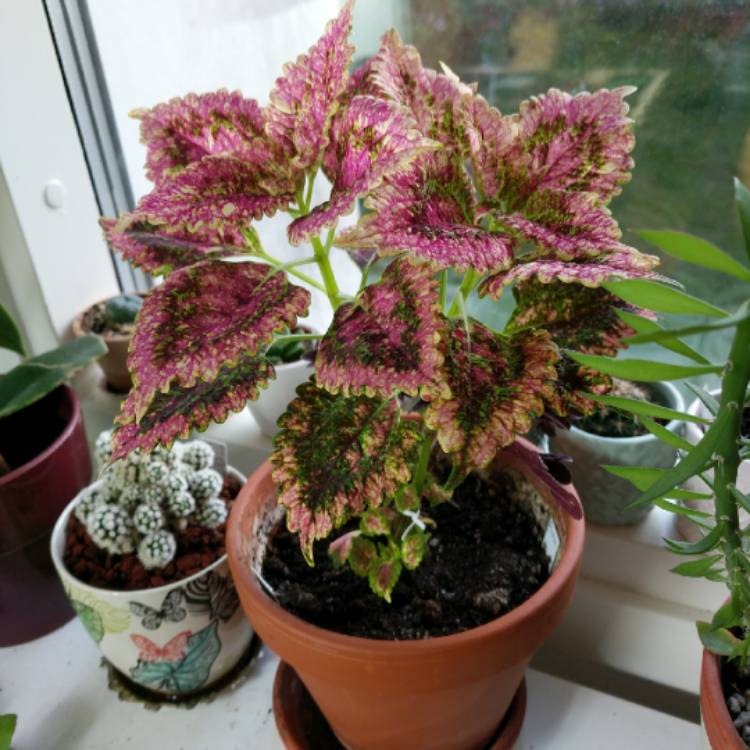 Plant image Plectranthus scutellarioides 'Pinata'