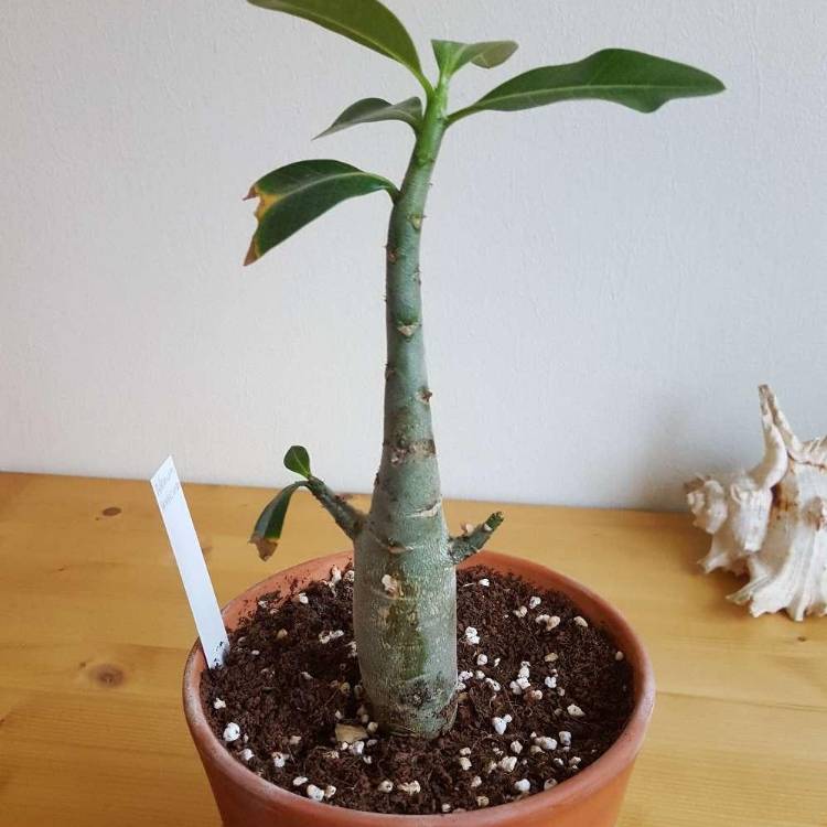 Plant image Adenium Arabicum