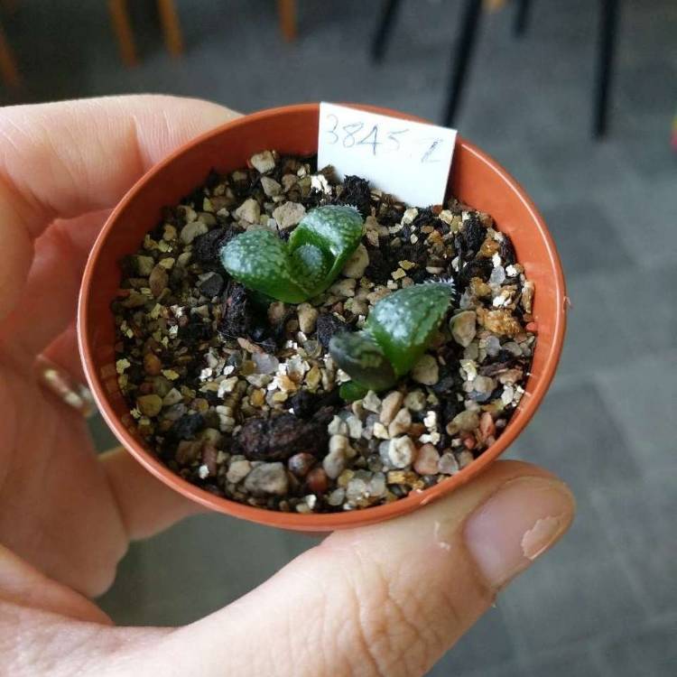 Plant image Haworthia Emelyae var. Picta