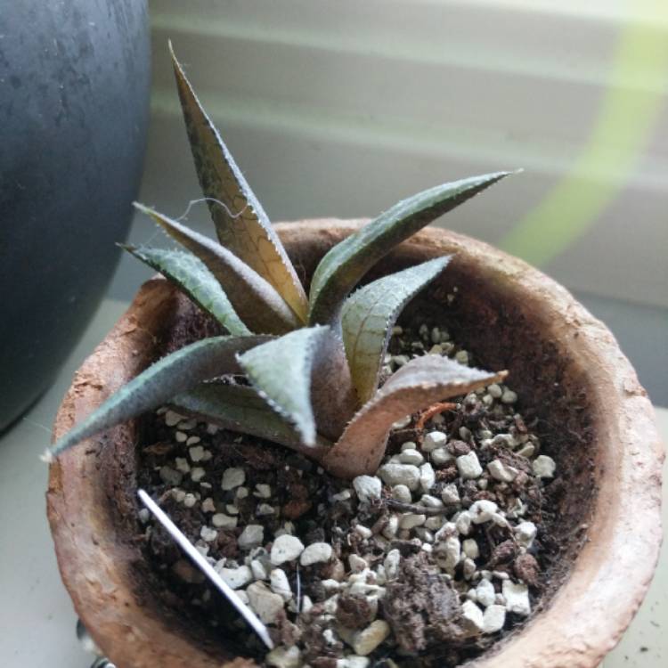 Plant image Haworthia venosa