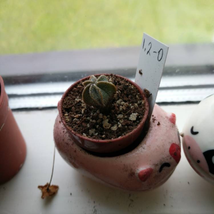 Plant image Astrophytum Coahuilense