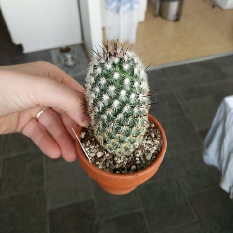 Plant image Mammillaria microhelia syn. Mammillaria droegeana, Mammillaria microheliopsis