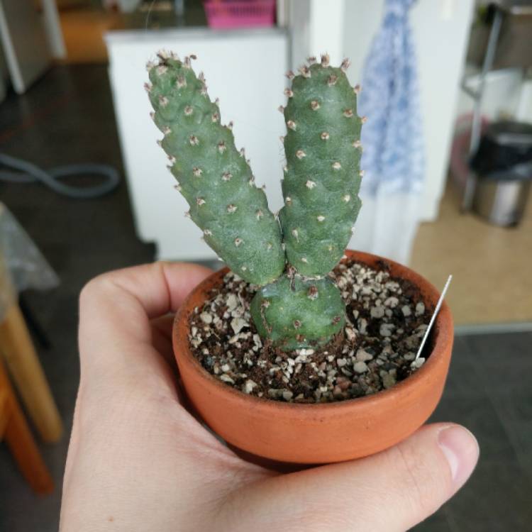 Plant image Tephrocactus articulatus 'Strobiliformis' syn. Tephrocactus articulatus var. strobiliformis