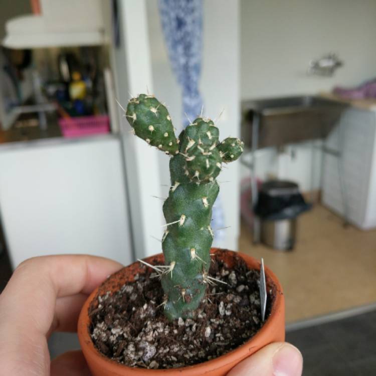 Plant image Cylindropuntia imbricata