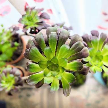 Aeonium Cyclops