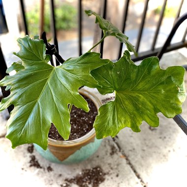 Thaumatophyllum bipinnatifidum 'Hope' syn. Philodendron bipinnatifidum 'Hope', Philodendron selloum 'Hope'