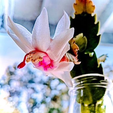 Schlumbergera truncata Malissa