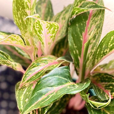 Aglaonema 'Sparkling Sarah'