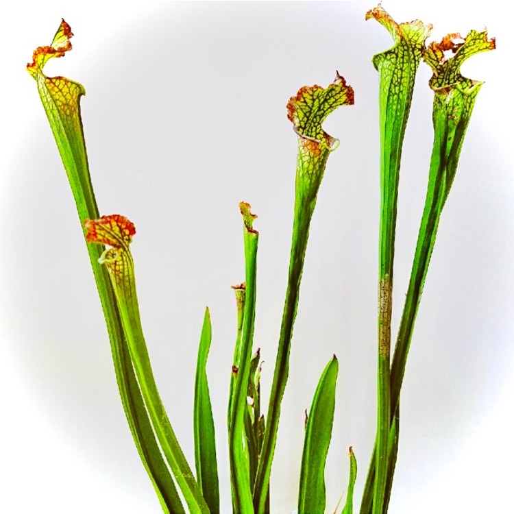 Plant image Sarracenia 'Judith Hindle'