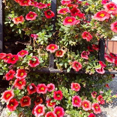 Calibrachoa 'Cabaret Pink Vein'