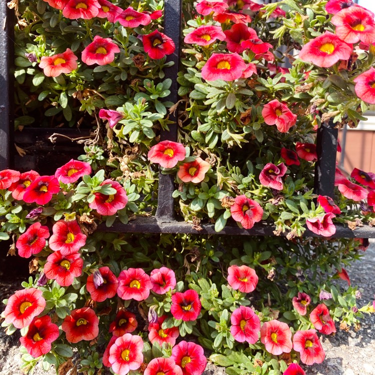 Plant image Calibrachoa 'Cabaret Pink Vein'