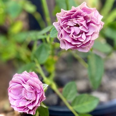 Rosa 'Parade'