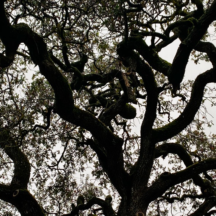 Plant image Quercus virginiana