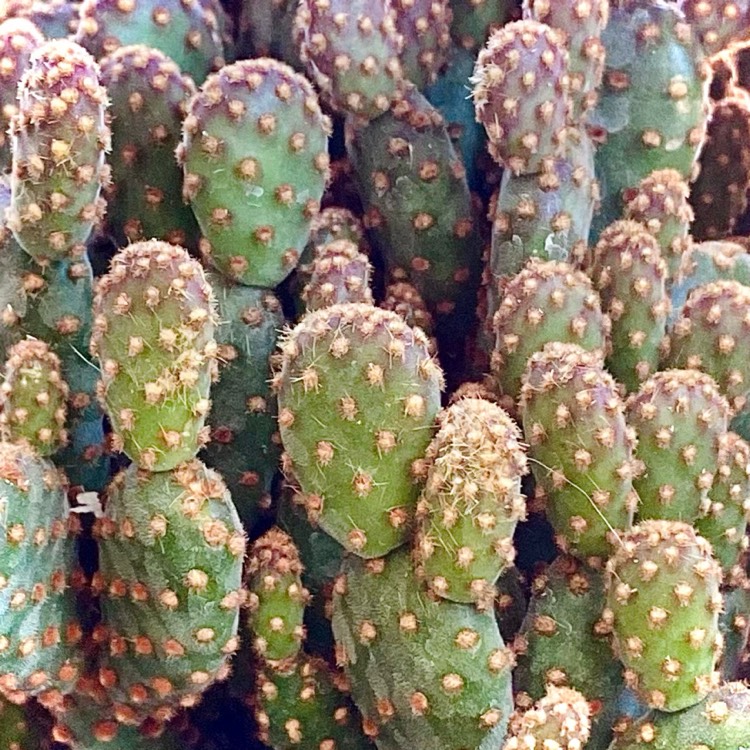 Plant image Opuntia microdasys rufida