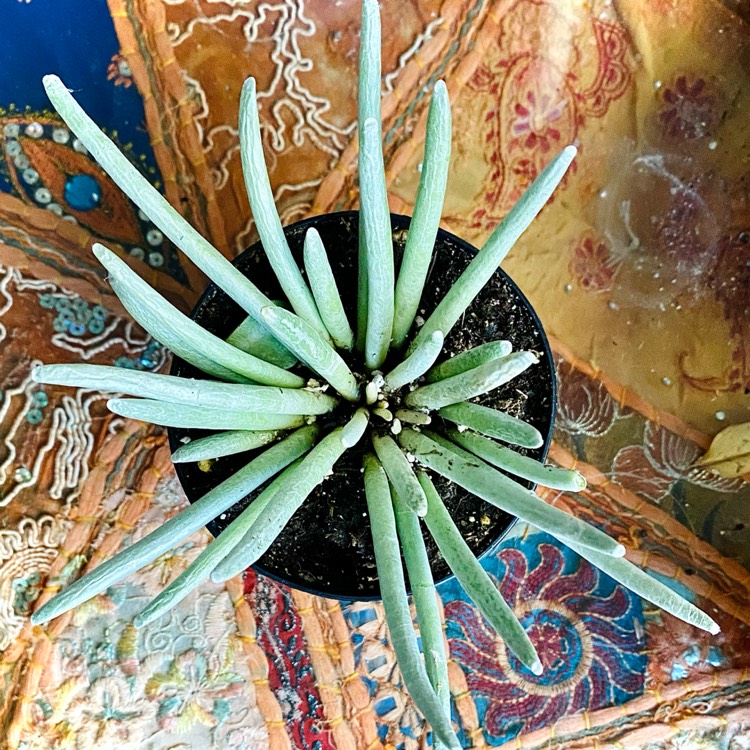 Plant image Senecio Scaposus