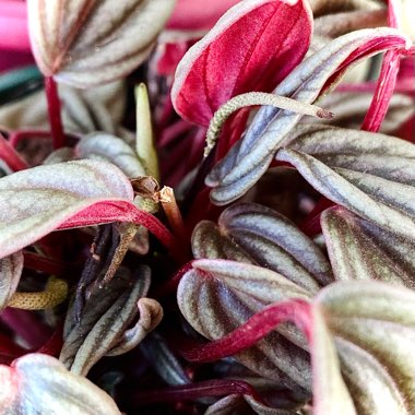 Peperomia caperata 'Rosso'